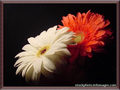 Feel free to right click to save as desktop background.